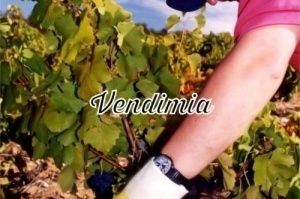 Vendimia