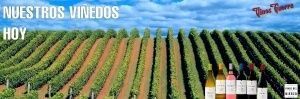 El vi&ntilde;edo hoy