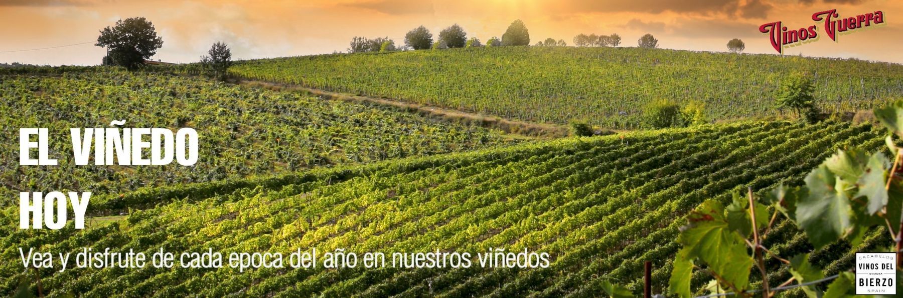 El vi&ntilde;edo hoy