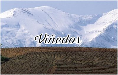 Nuestros Vi&ntilde;edos