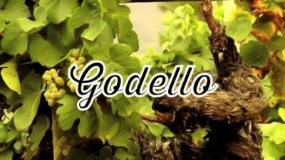 Godello