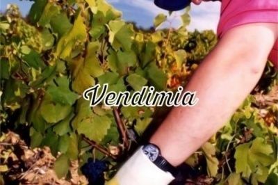 Vendimia