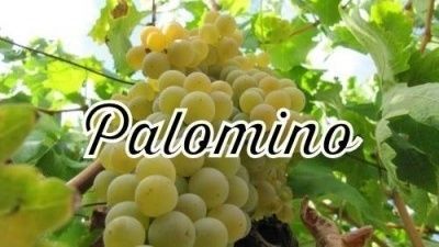 Palomino