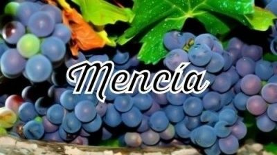 Mencia