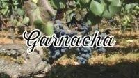 Garnacha