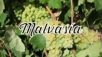 Malvasia