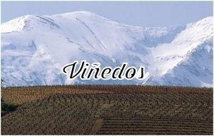 Nuestros Vi&ntilde;edos