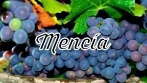 Mencia